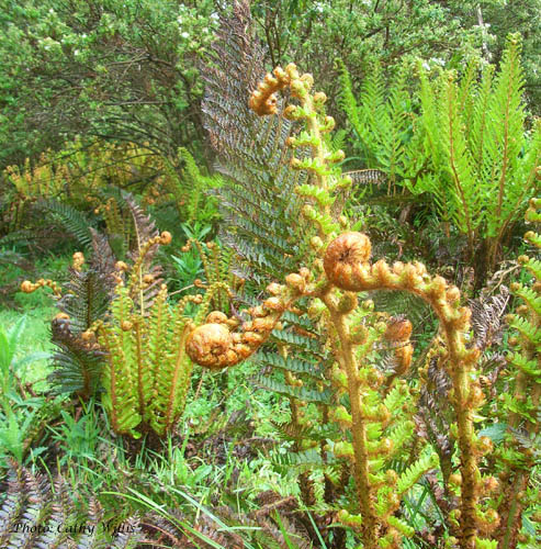 Ferns at Lake Mountain