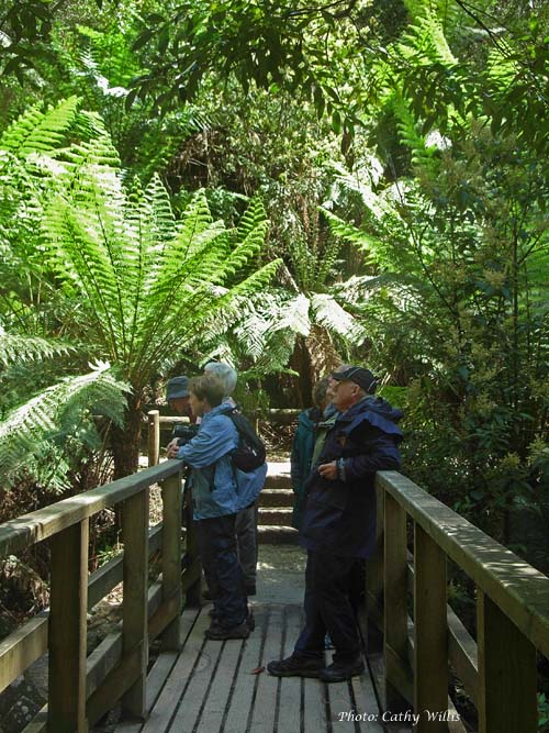 Bridge at Sevensons Falls