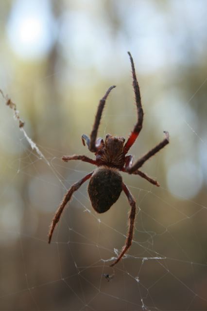 Garden Orb-weaving Spider Eriophora biapicata