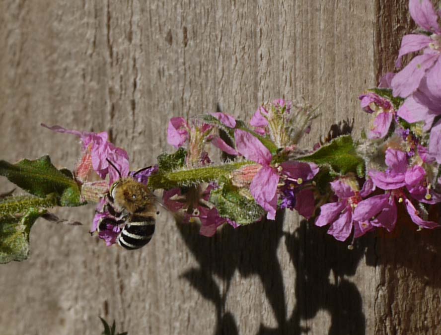 Native Blue Banded Bees love the Lythrum