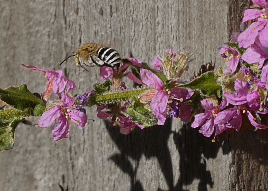 Native Blue Banded Bees love the Lythrum