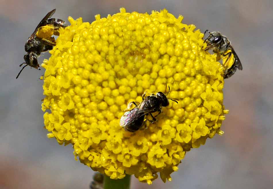 Tiny native Lasioglossum sp.on Craspedia variablis
