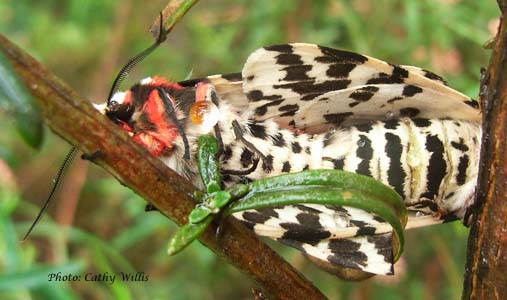 Black and and White Tiger Moths mating