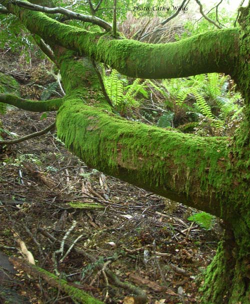 Moss on Myrtle Beech