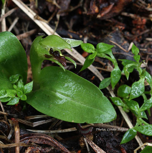 Green Bird-orchid