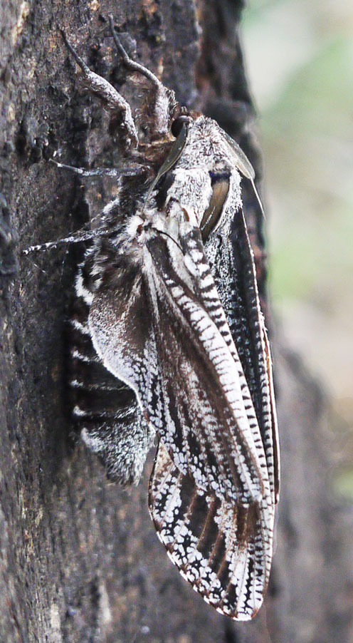 Cossid moth 