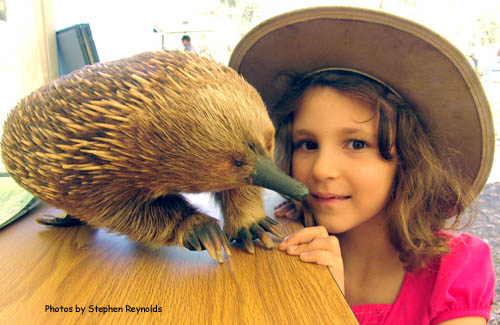 Echidna friend