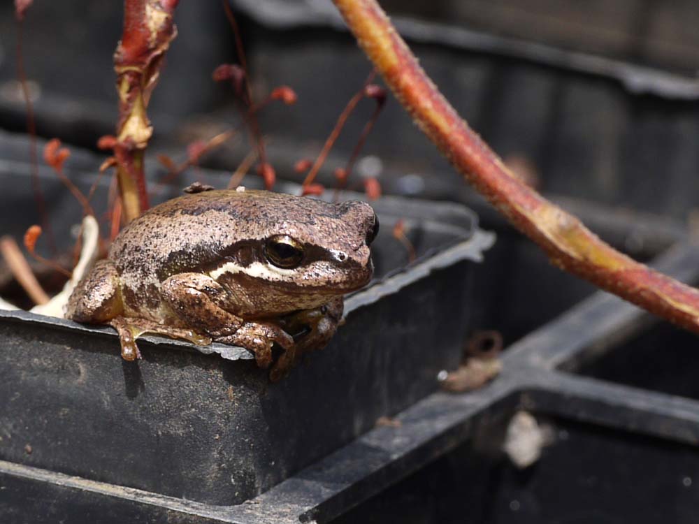 Brown Tree Frog on FOWSP tube