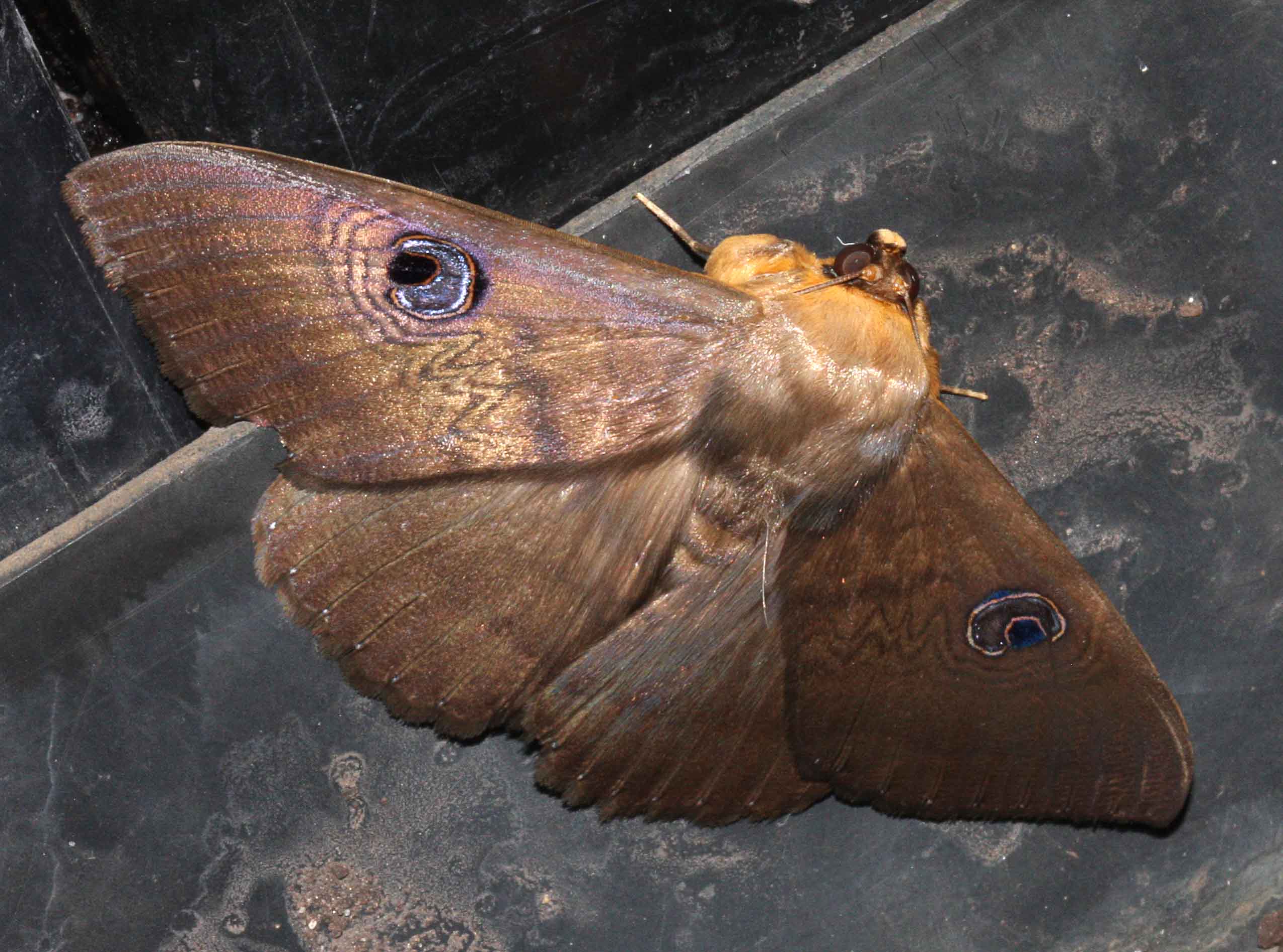 Granny Moth Dasypodia selenophora