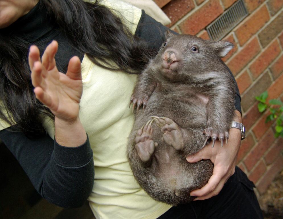 Peggy the wombat