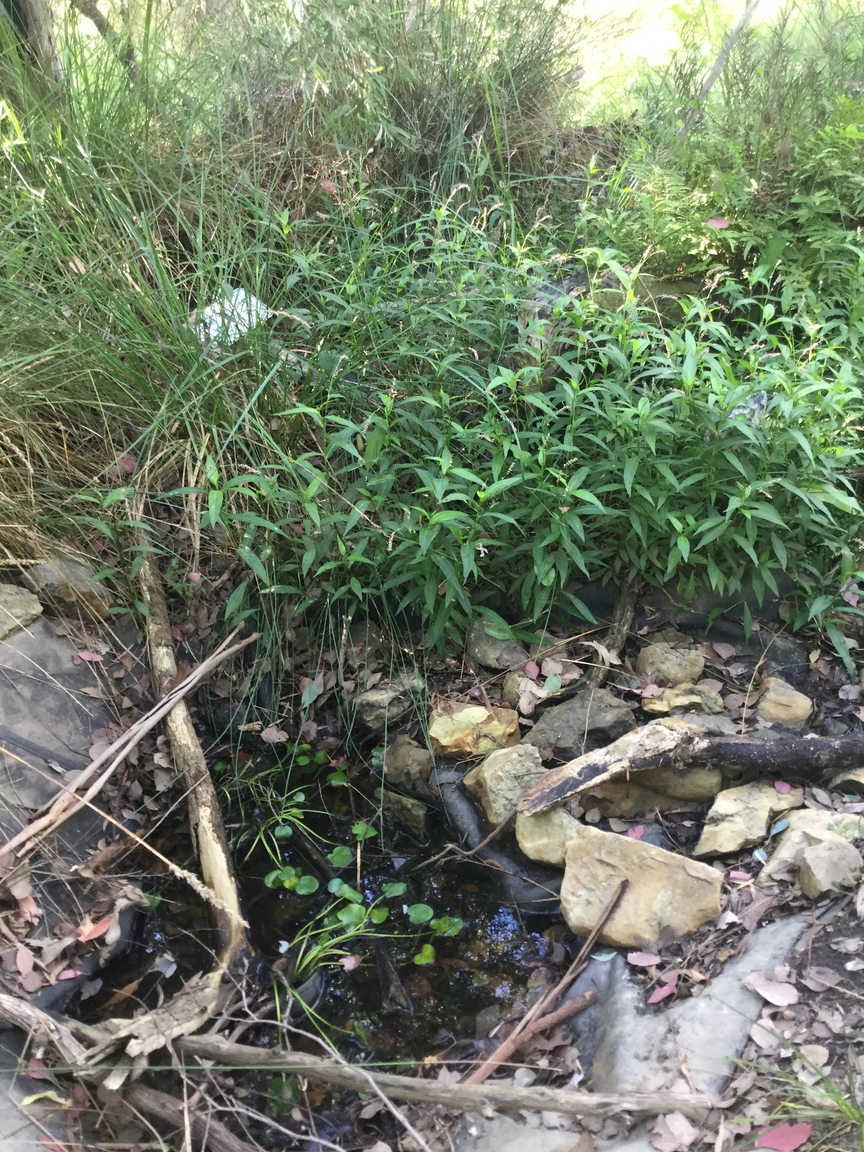 Frogland / Pond