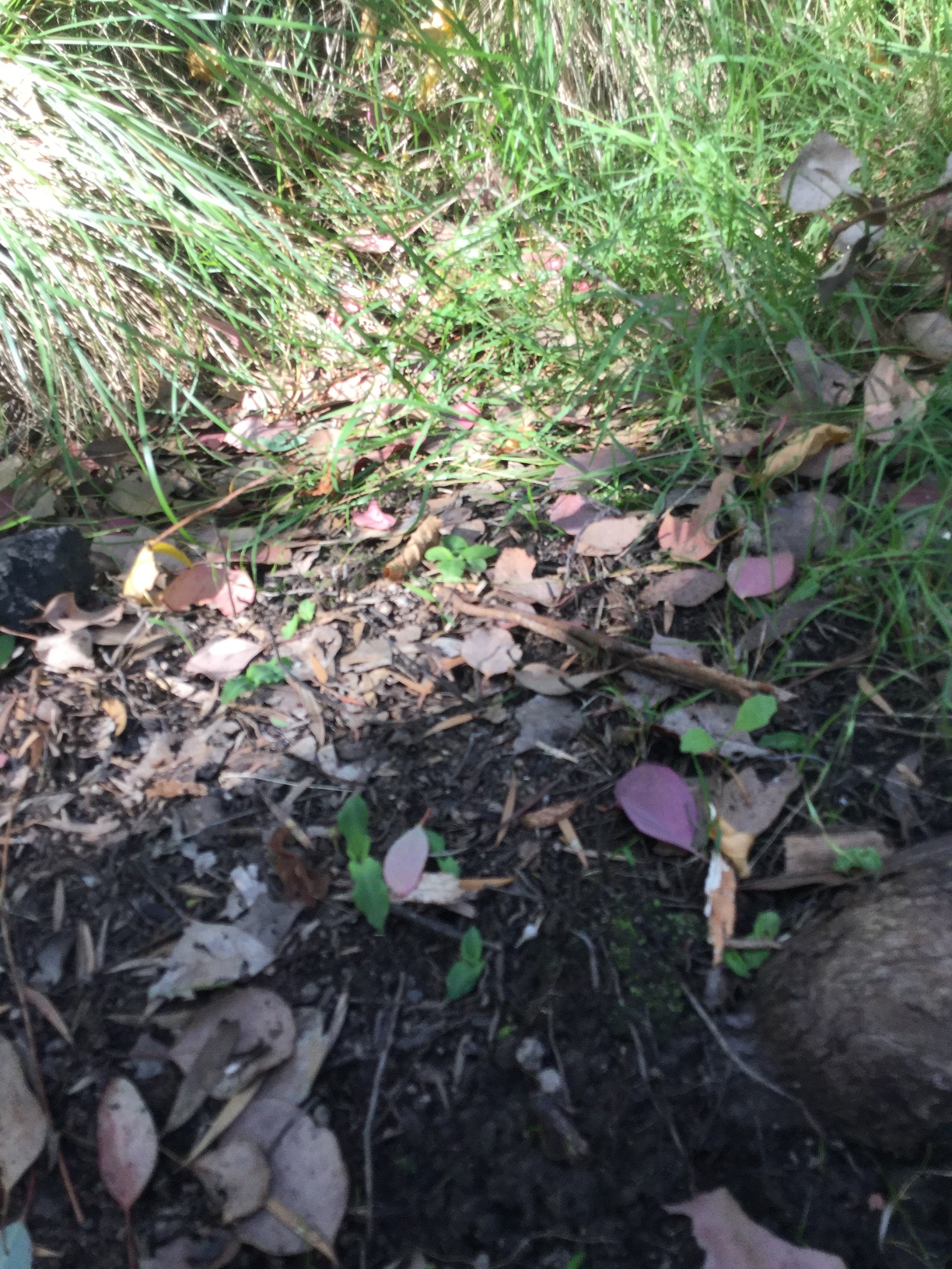 Frogland / Orchids
