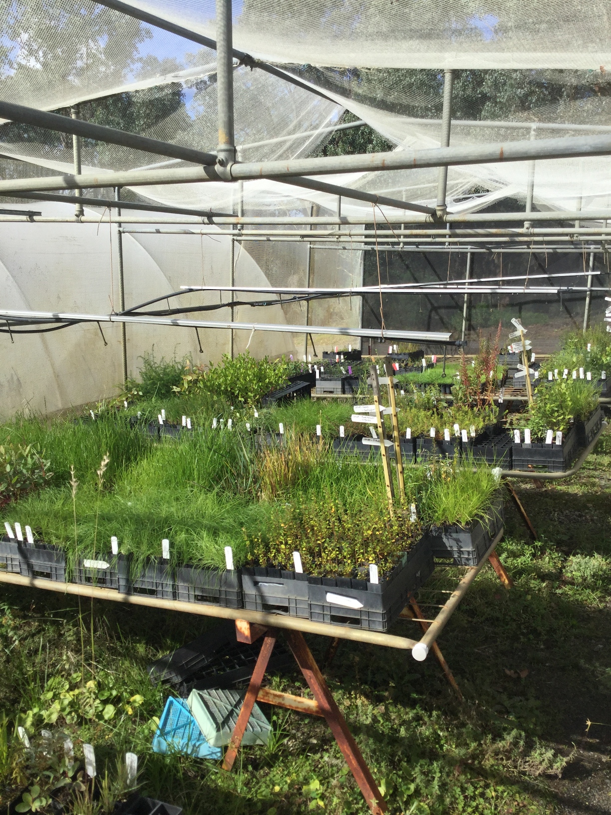 Nursery / Orders area