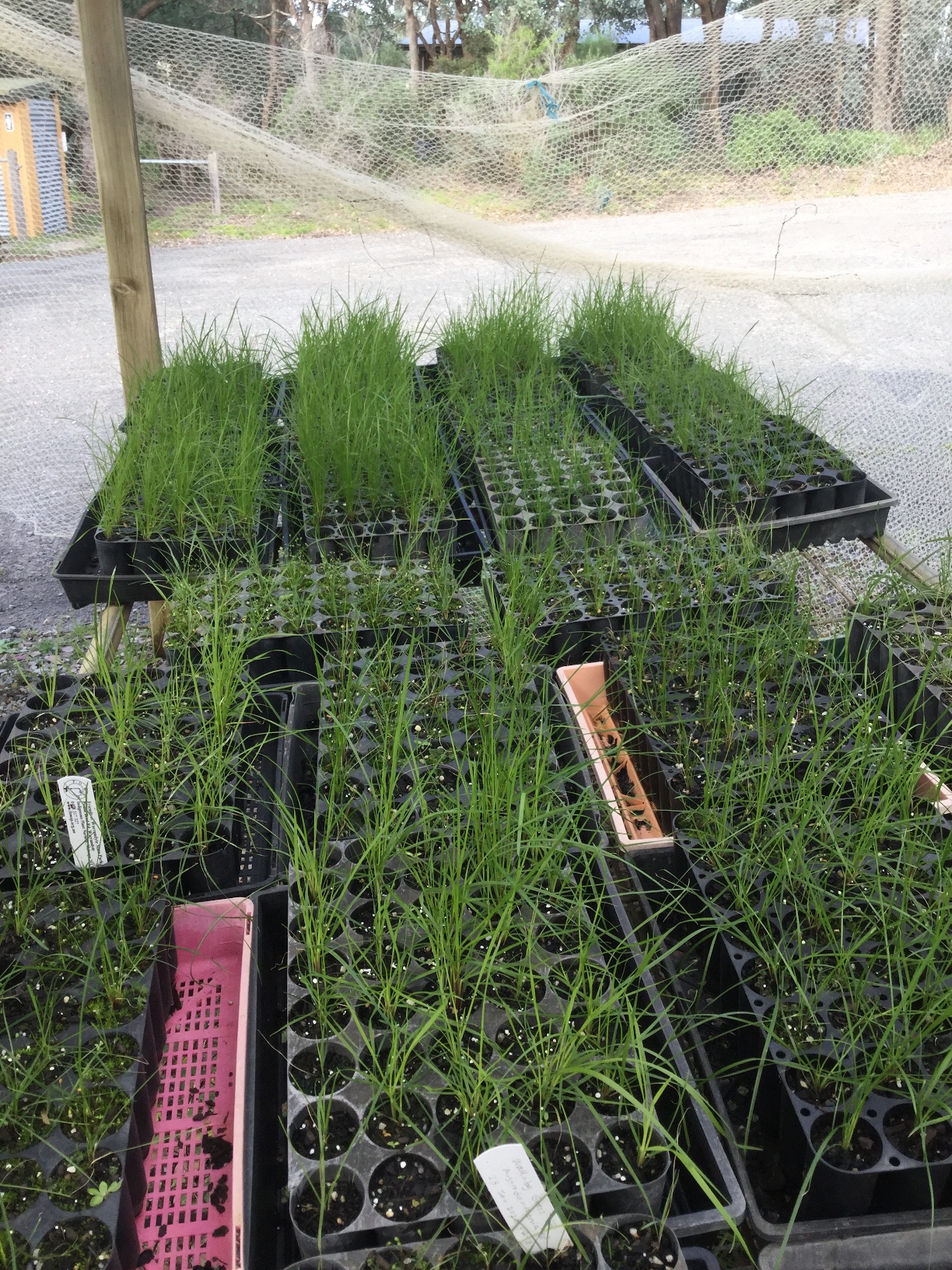 Nursery / Hardening-off area