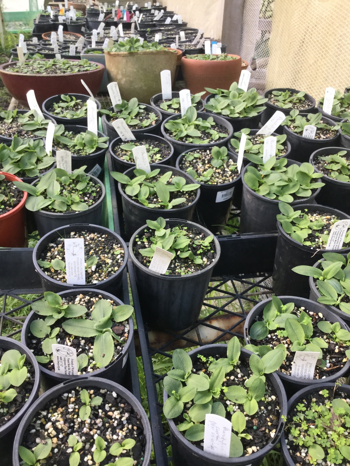 Nursery / Orchids