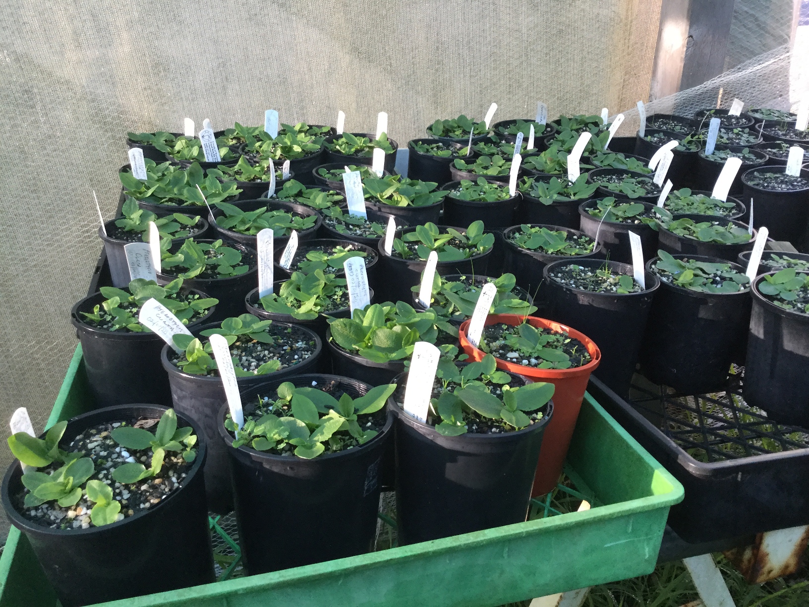 Nursery / Orchids