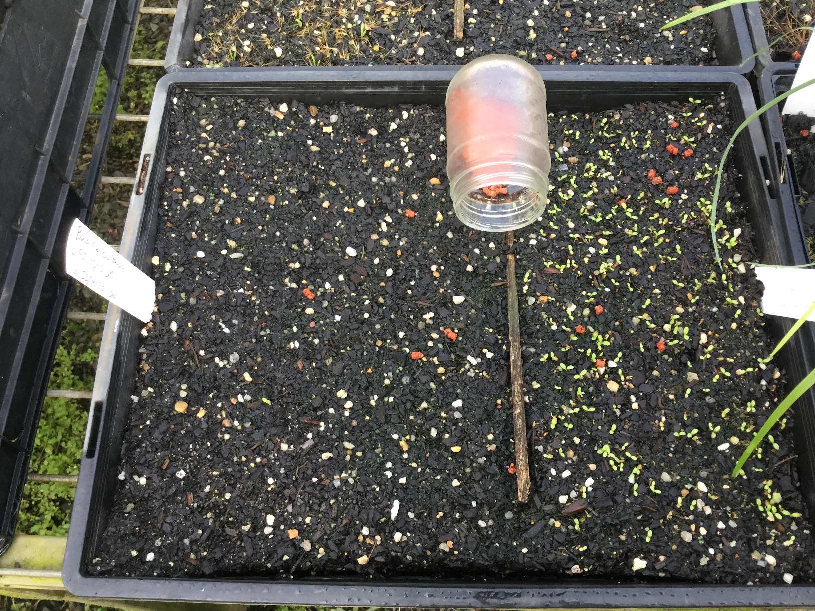 Nursery / Seed tray