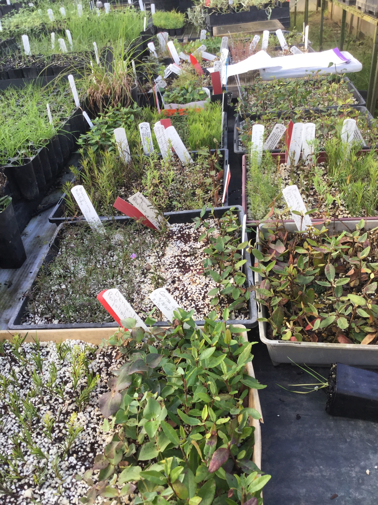 Nursery / Seed trays