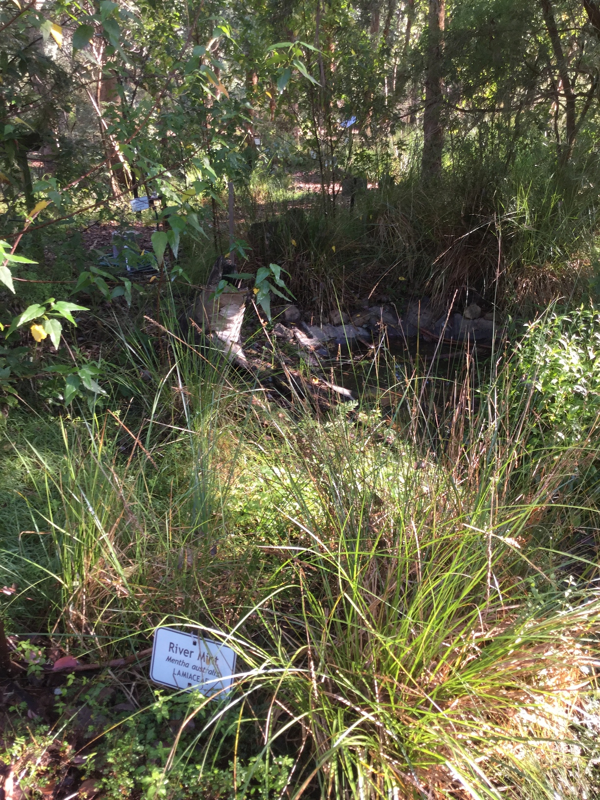 Frogland / Pond