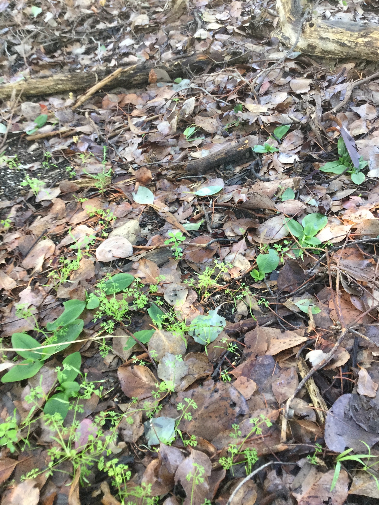 Frogland / Orchids
