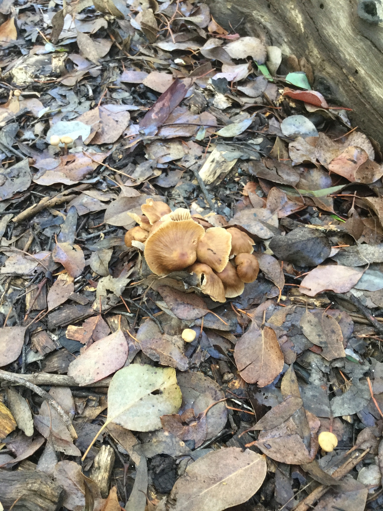 Frogland / Fungi