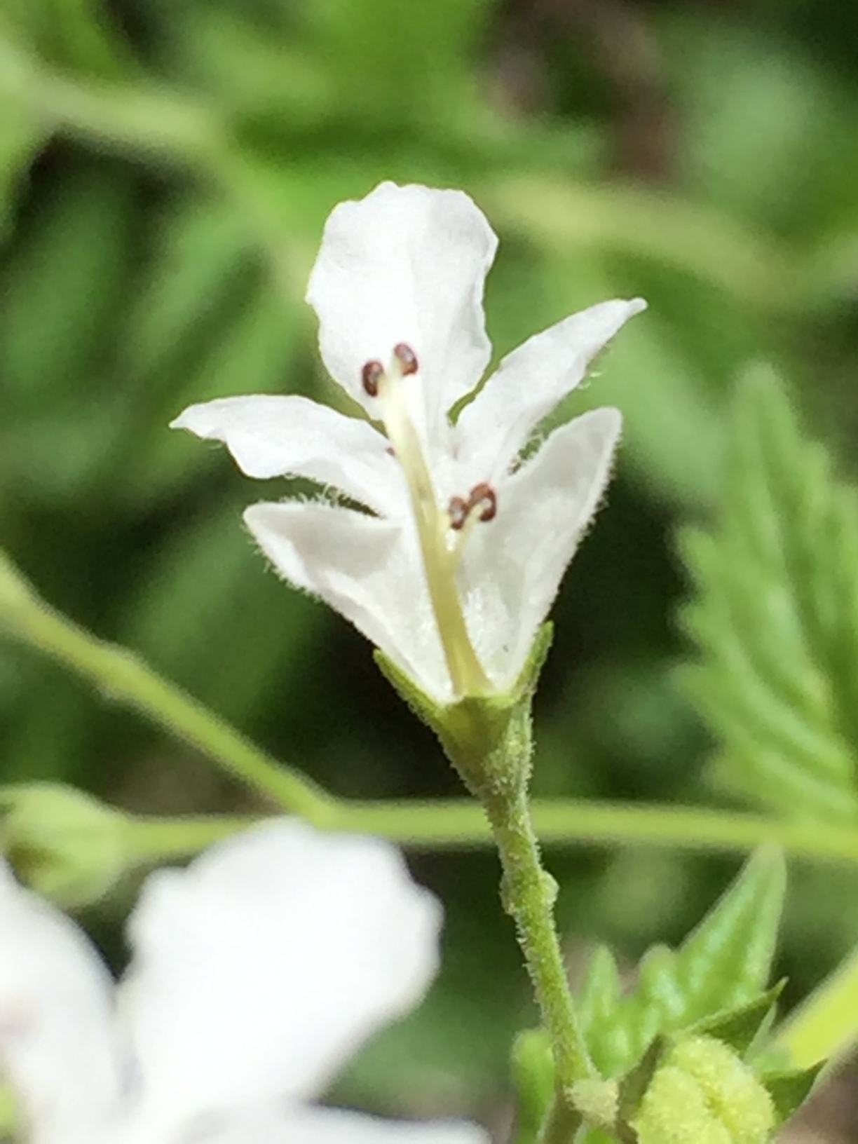 Forest Germander