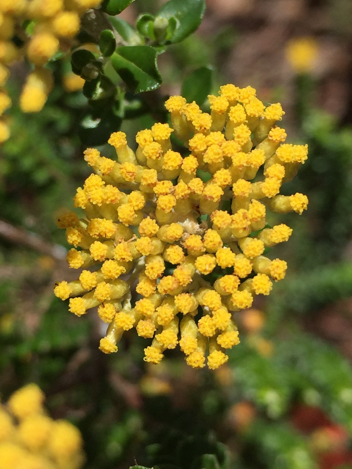 Clustered Everlasting