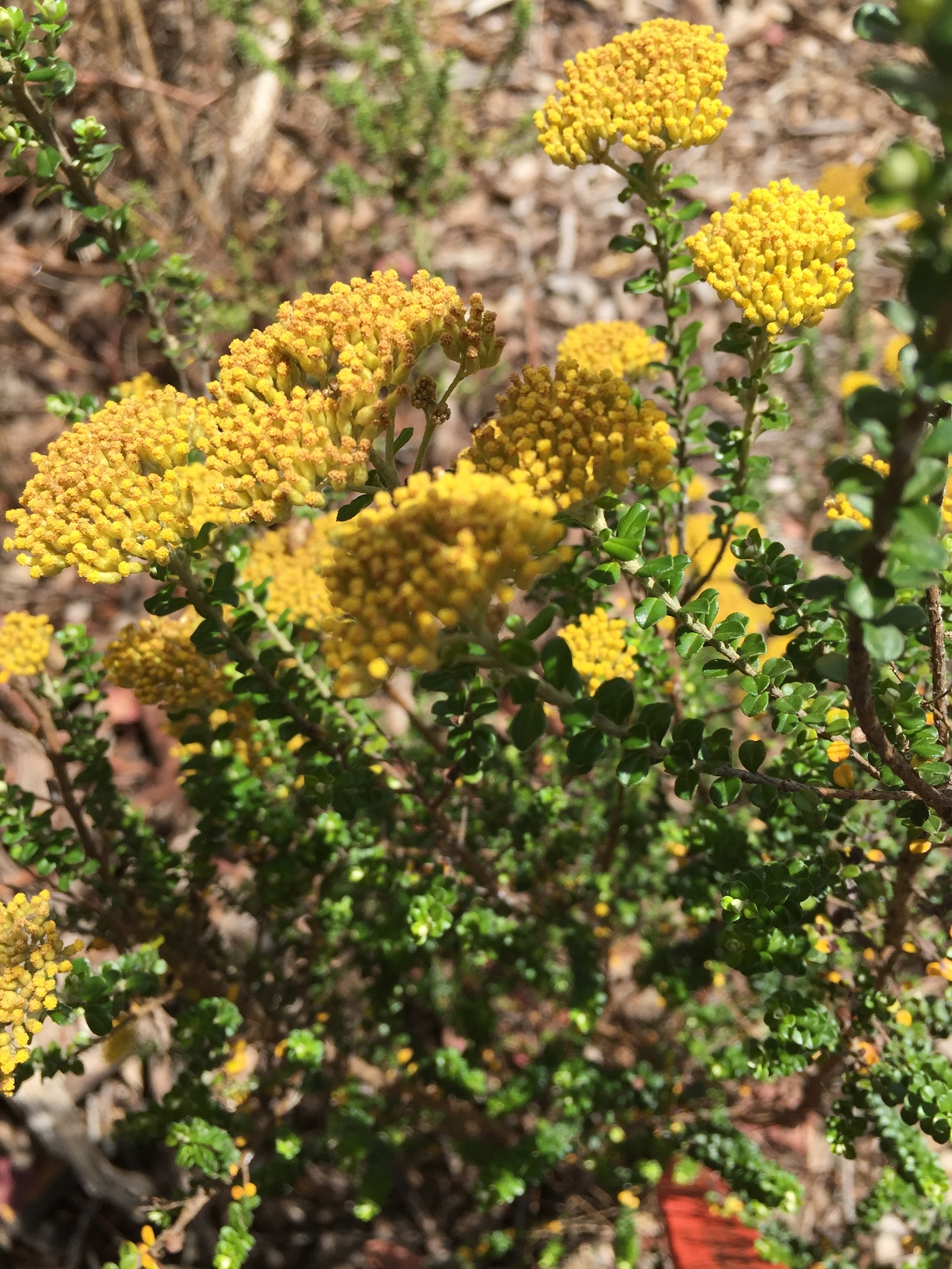 Grey Everlasting