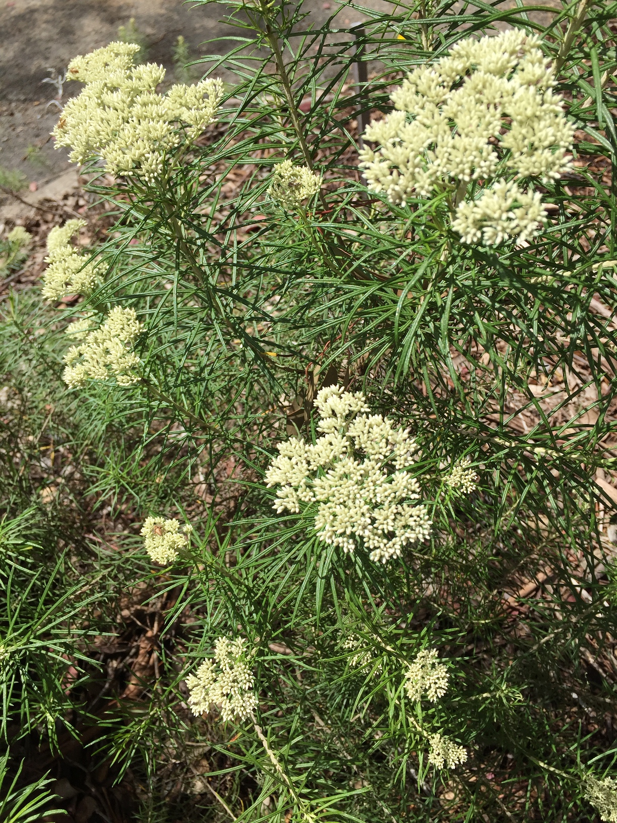 Shiny Cassinia