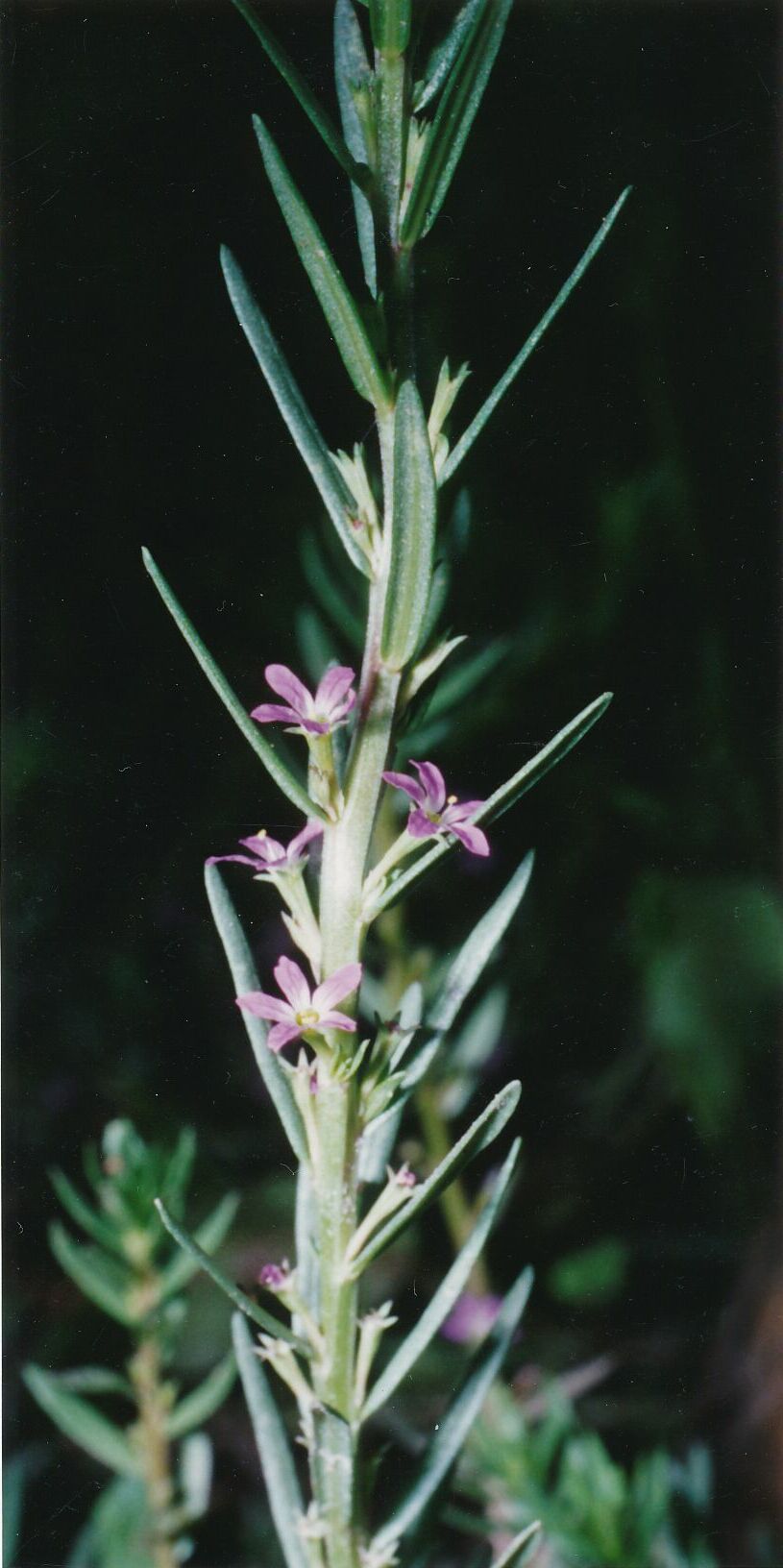 Small Loosestrife