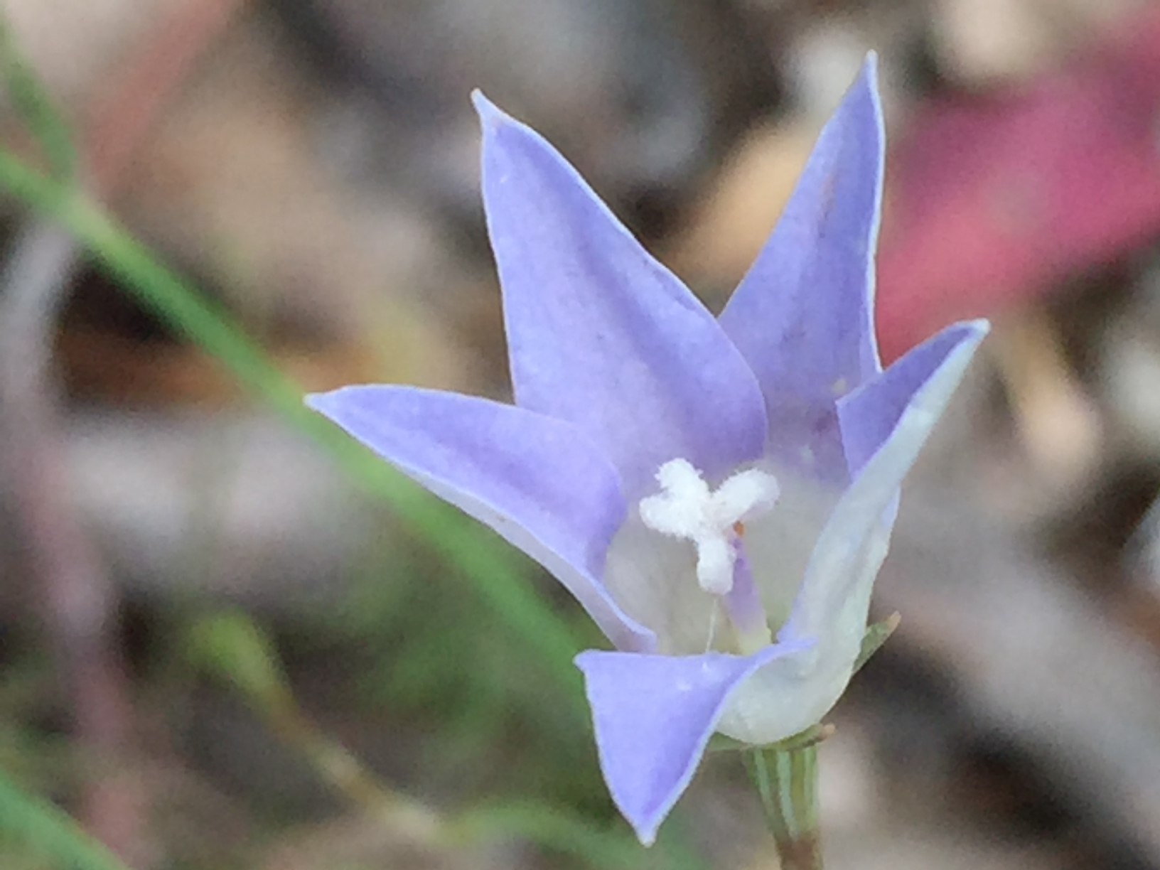 Sprawling Bluebell