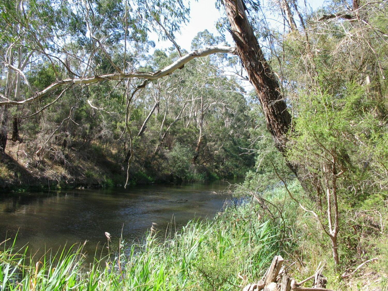 Along the "Blue Tongue" track