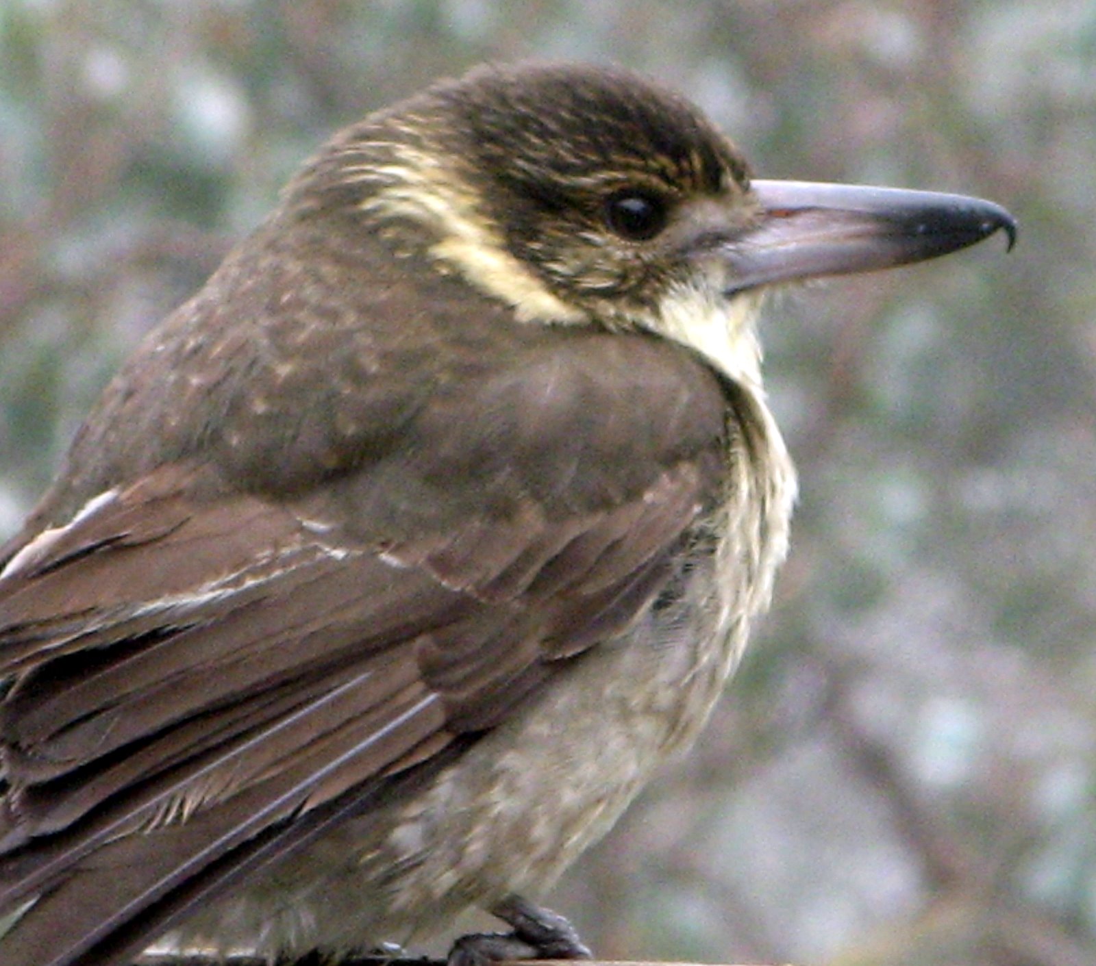 Jan Tindales Butcherbird