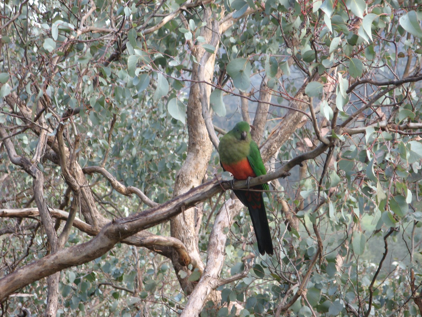 Jan Tindales parrot