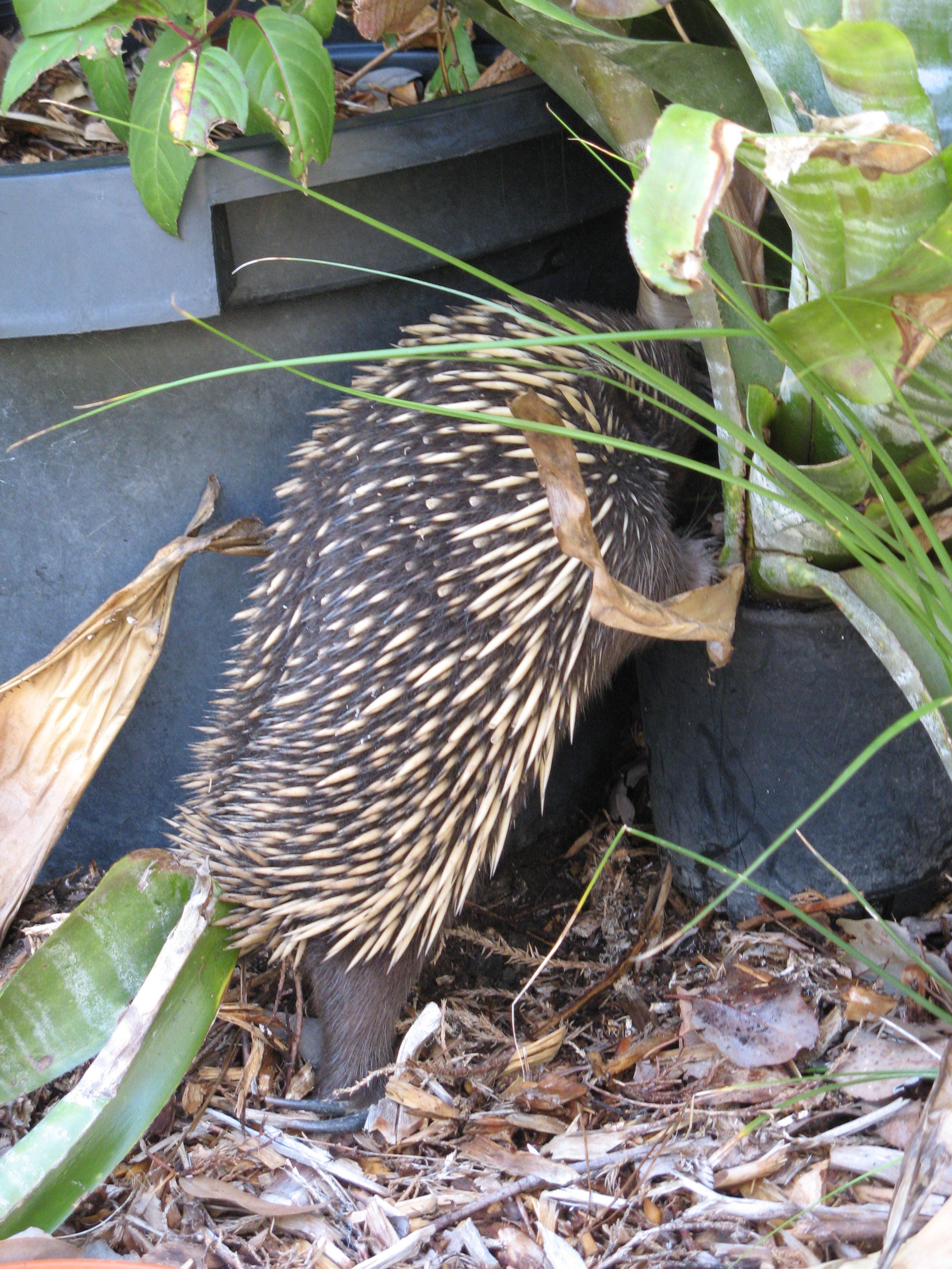 Jan Tindales echidna investigates