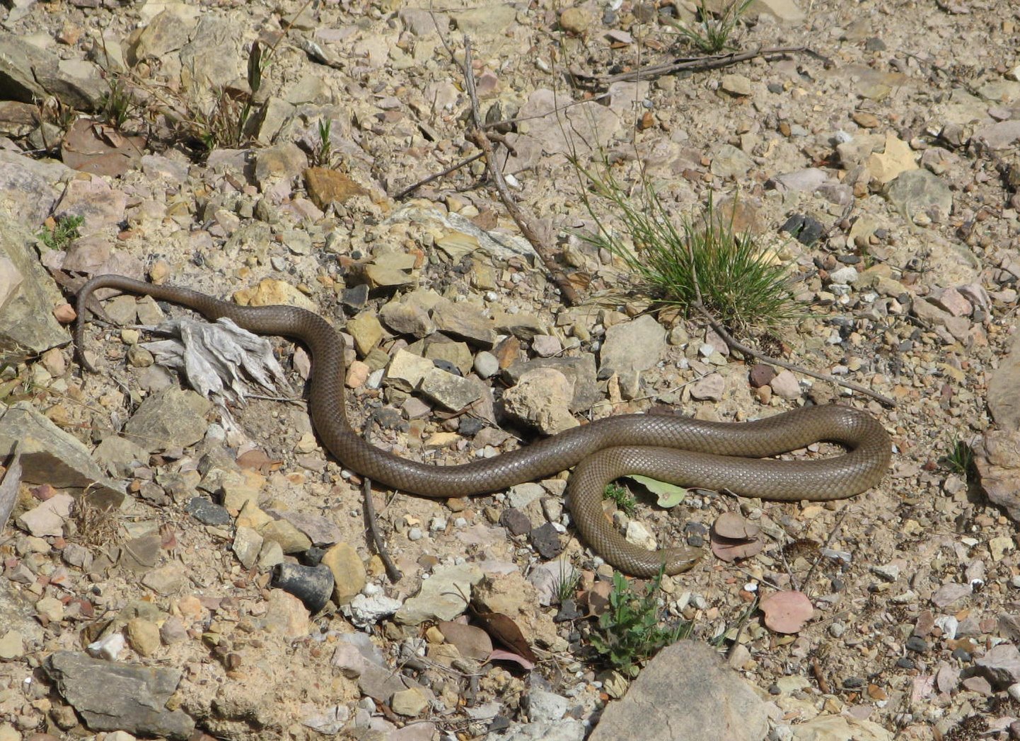 Jan Tindales Brown Snake
