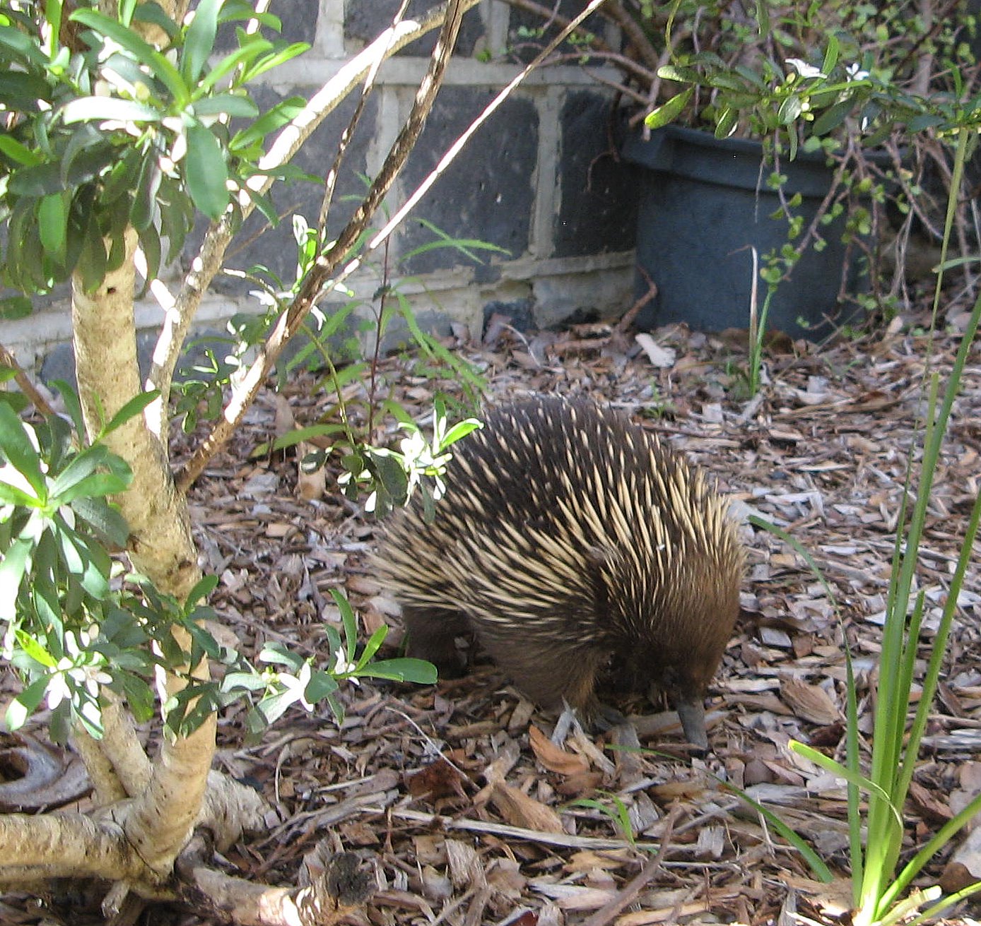 Jan Tindales Echidna