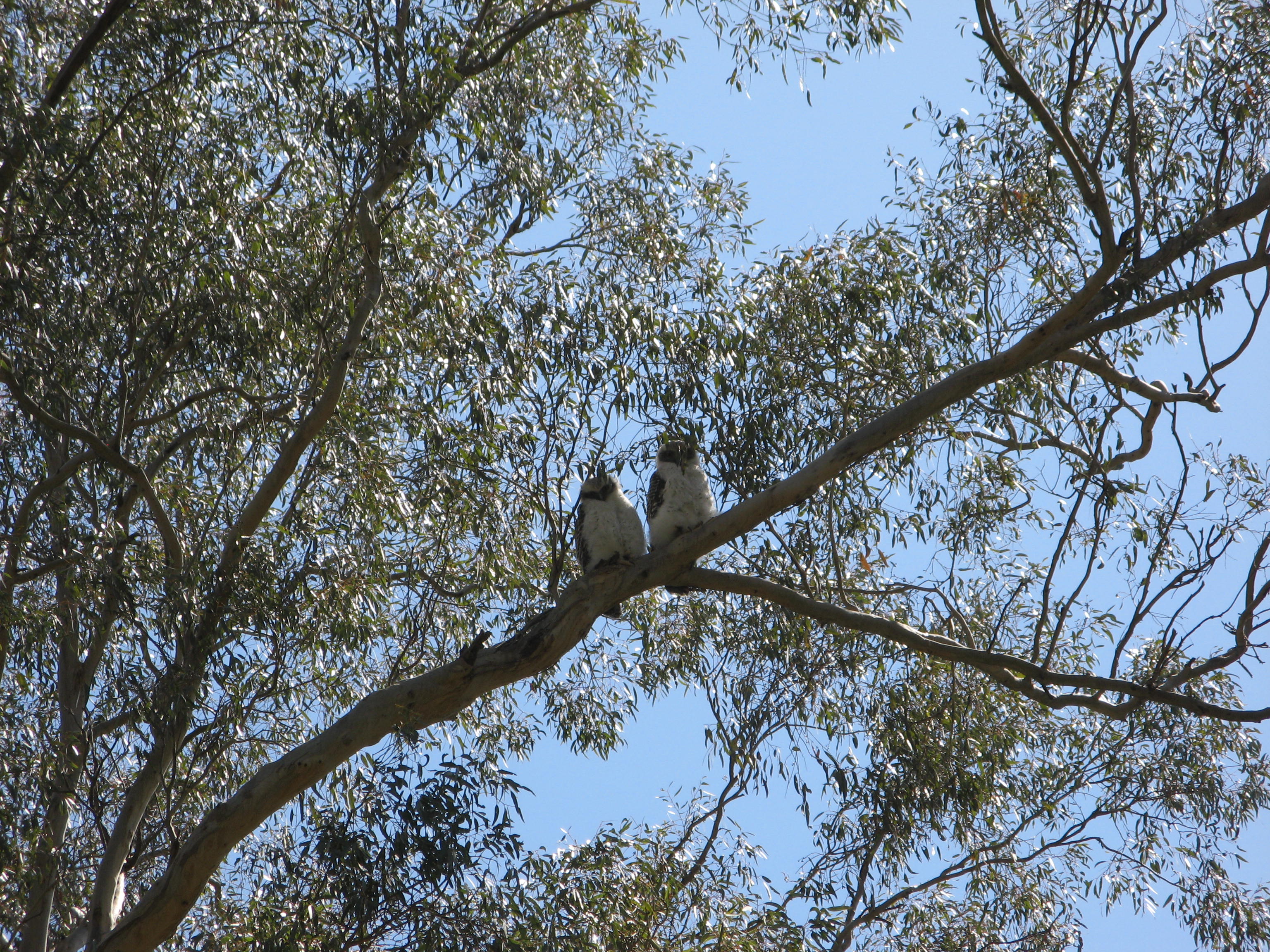 Jan Tindales owls