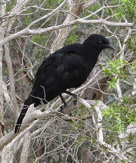 Jan Tindales Chough