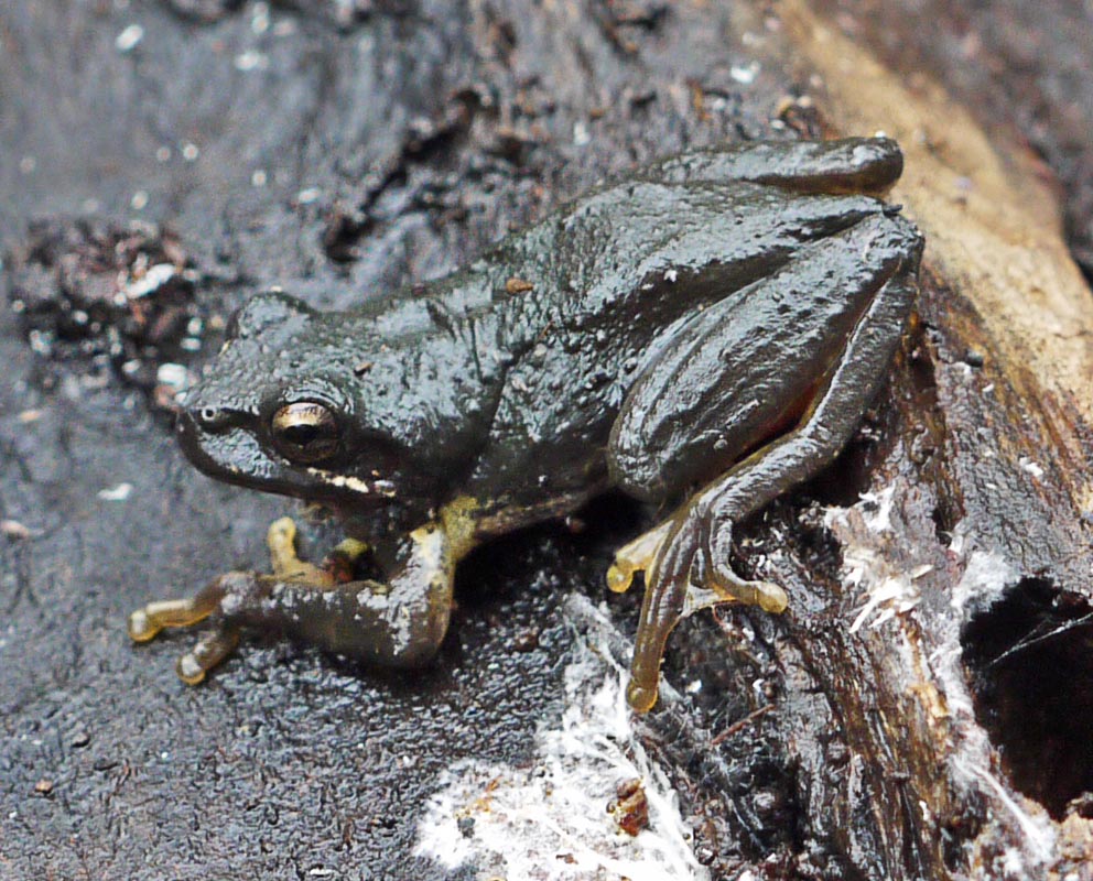 Nearly part of the BBQ Litoria ewingi