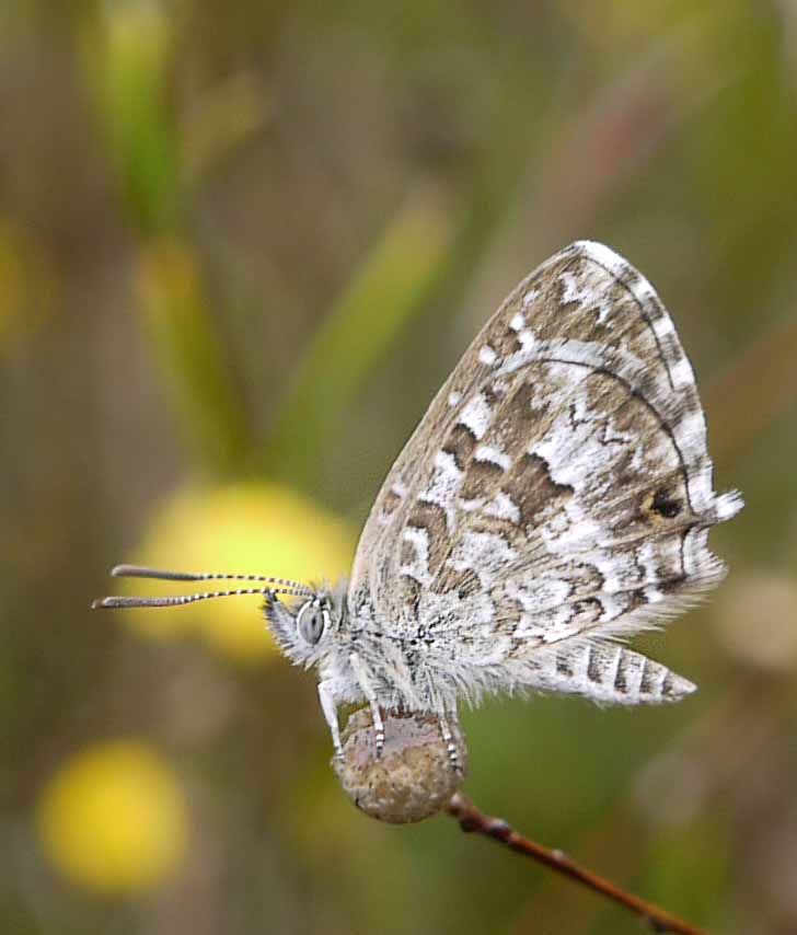 Saltbush Blue Theclinesthes serpentata