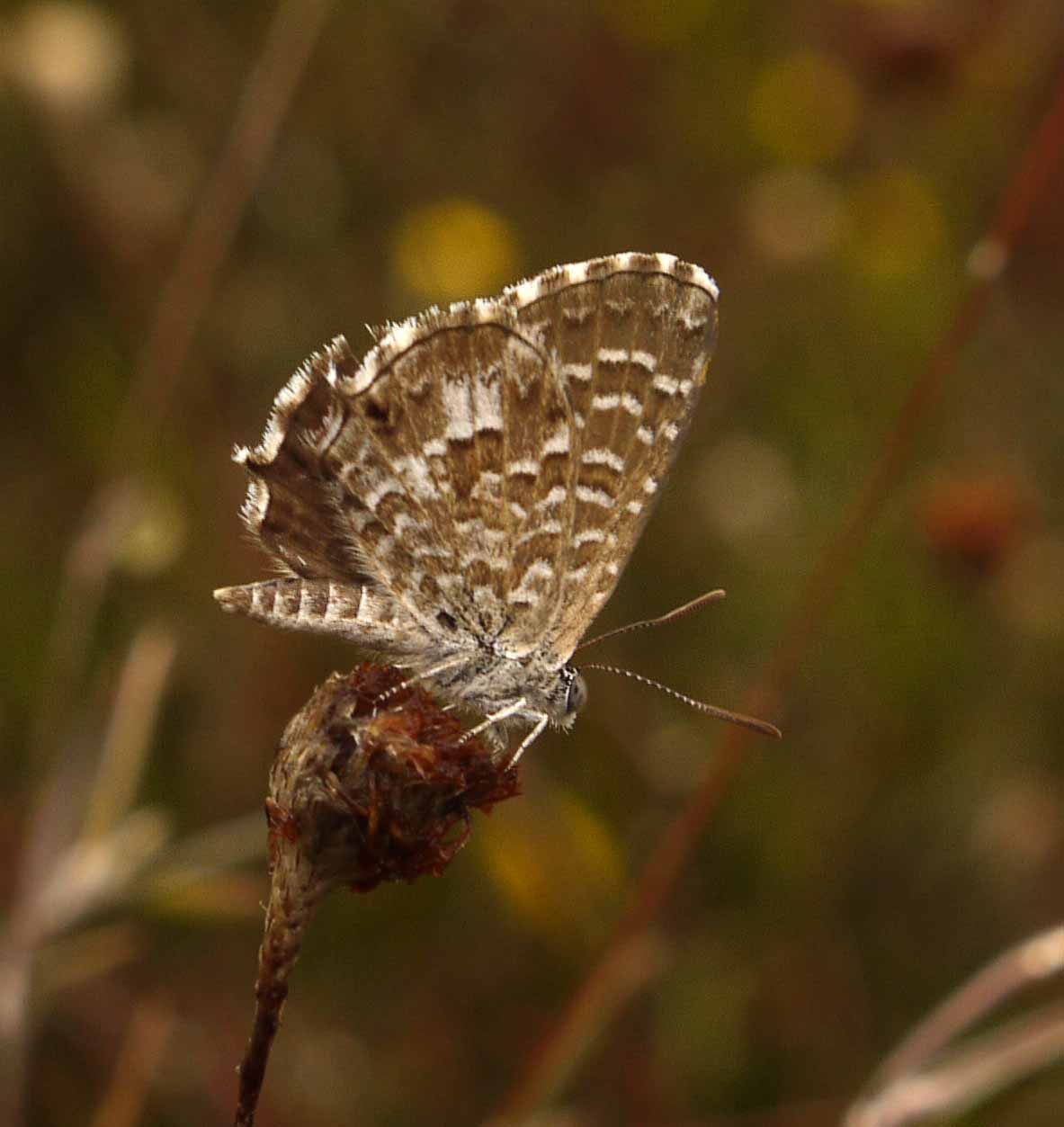 Slatbush Blue Theclinesthes serpentata