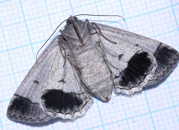 3 Stibaroma species underside