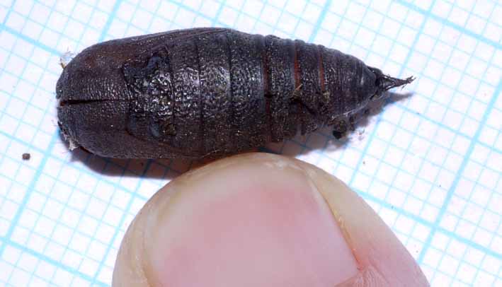 1 pupa in potting soil 