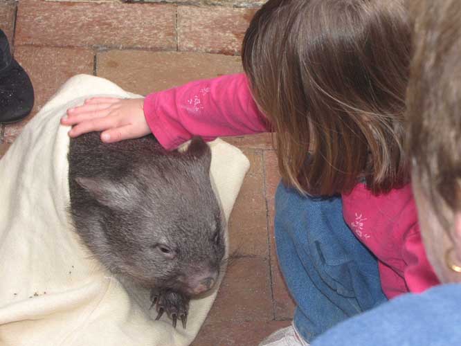 Alana pats Peggy wombat