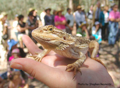 Bearded Dragon