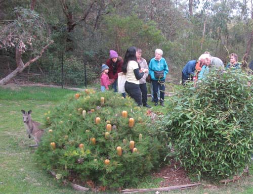 Joey peers around the Banksia