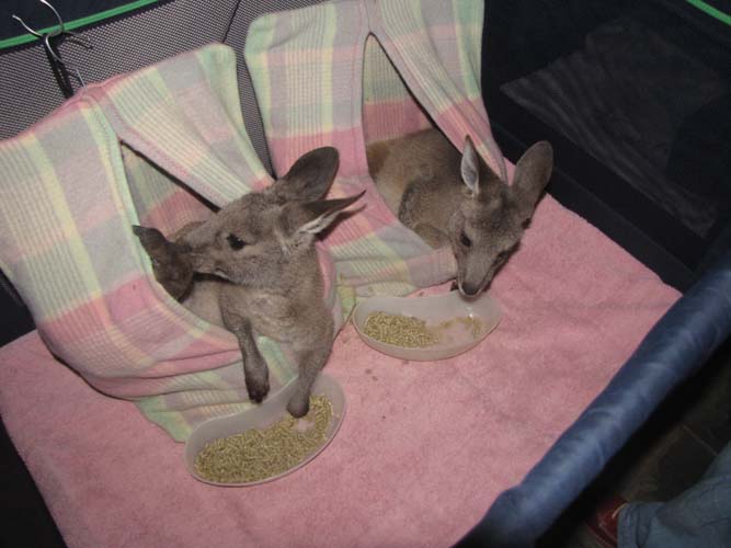Joeys need a rest