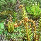 Ferns at Lake Mountain