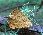 Myrtle Beech leaf